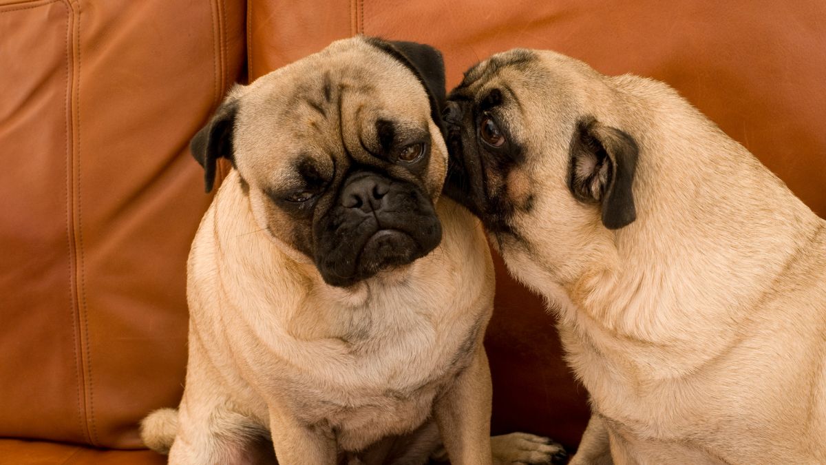Consejos esenciales del pug
