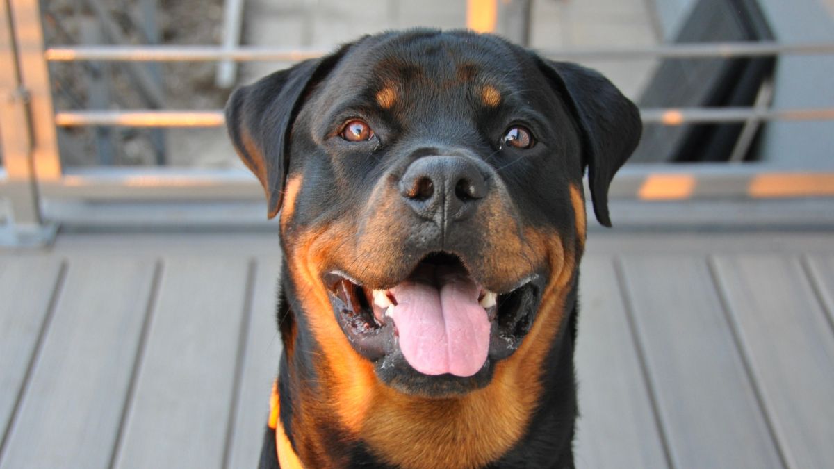 Rottweiler adulto realizando un ejercicio de agility al aire libre en un día soleado