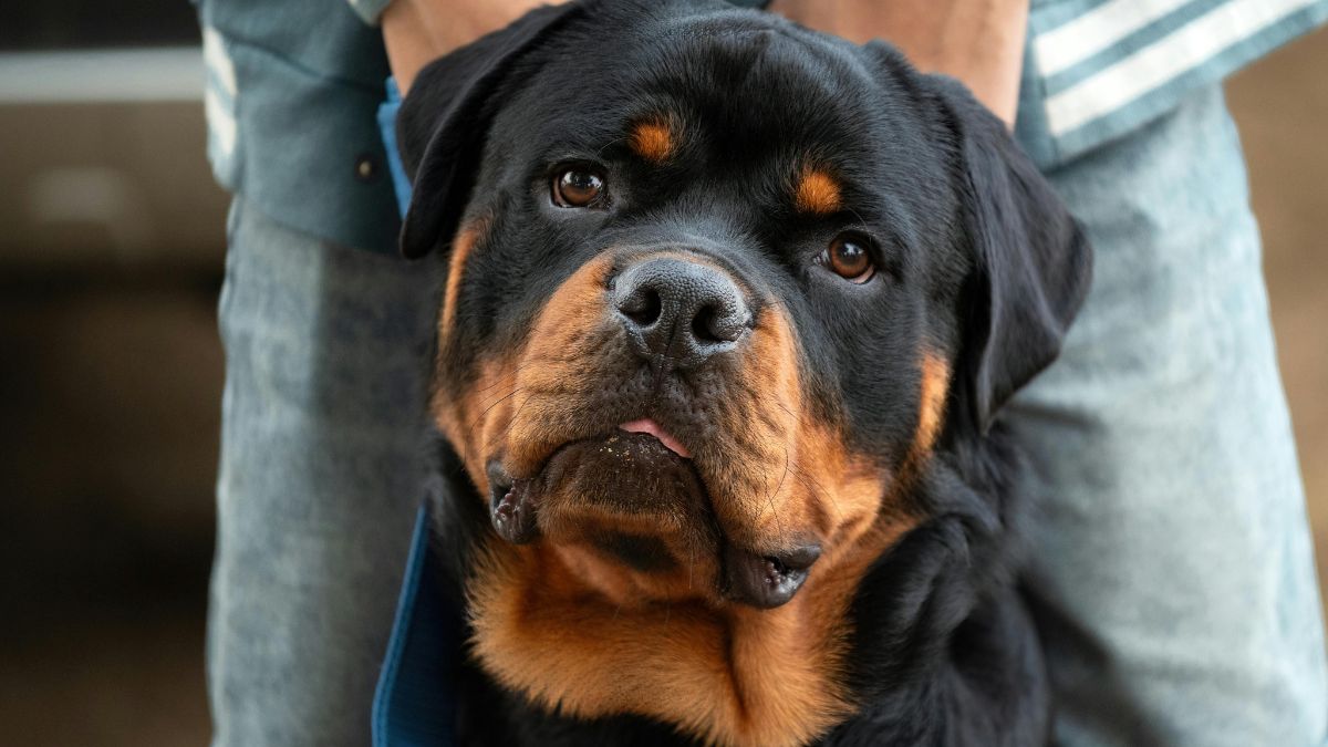 Entrenamiento de Rottweiler